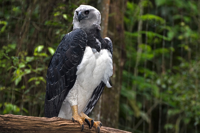 animais da amazônia