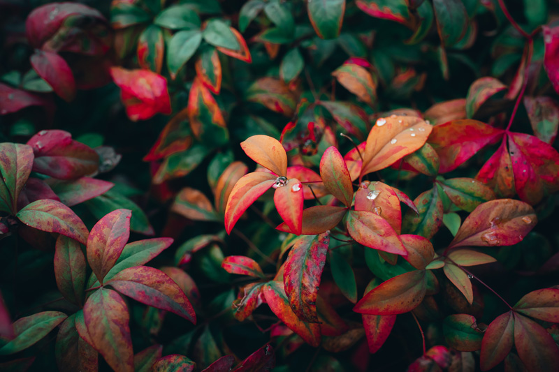 cuidar de plantas e flores no outono