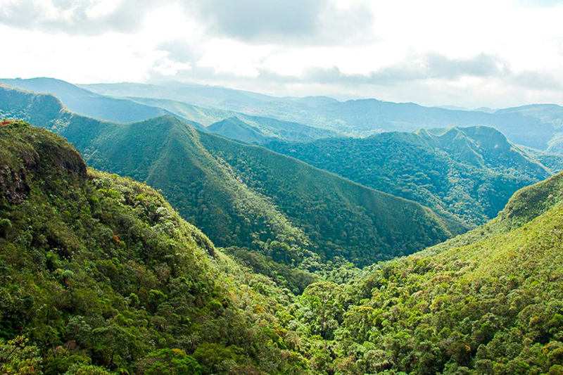 mata atlântica